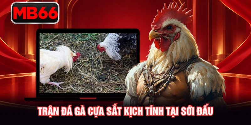 Trận đá gà cựa sắt kịch tính tại sới đấu Trận đá gà cựa sắt kịch tính tại sới đấu
